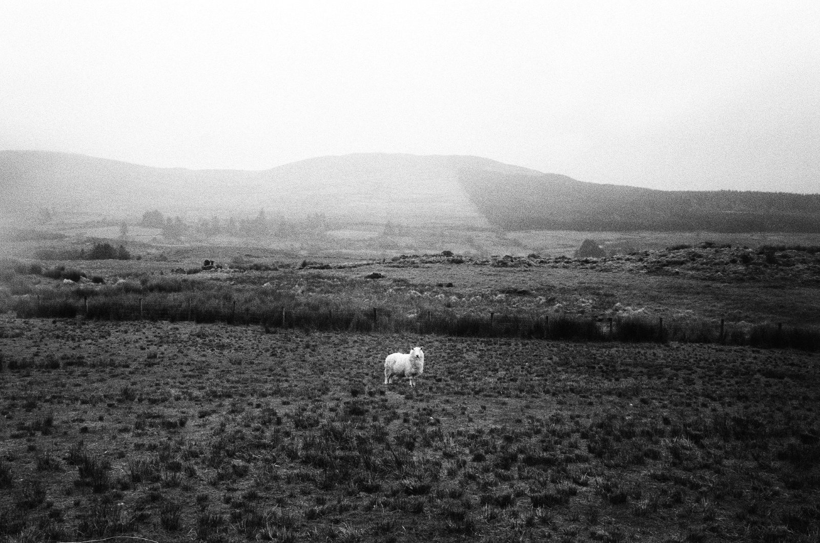 Noir et blanc — 14