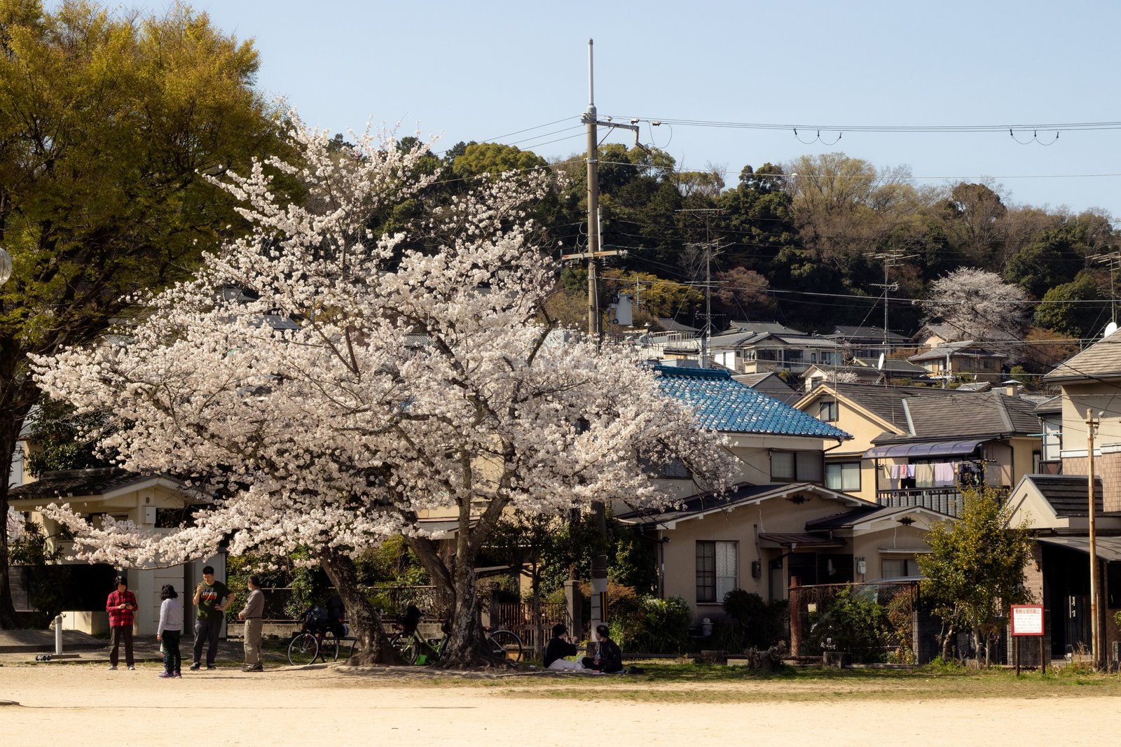 J&rsquo;ai rêvé du Japon — cerisier du quartier