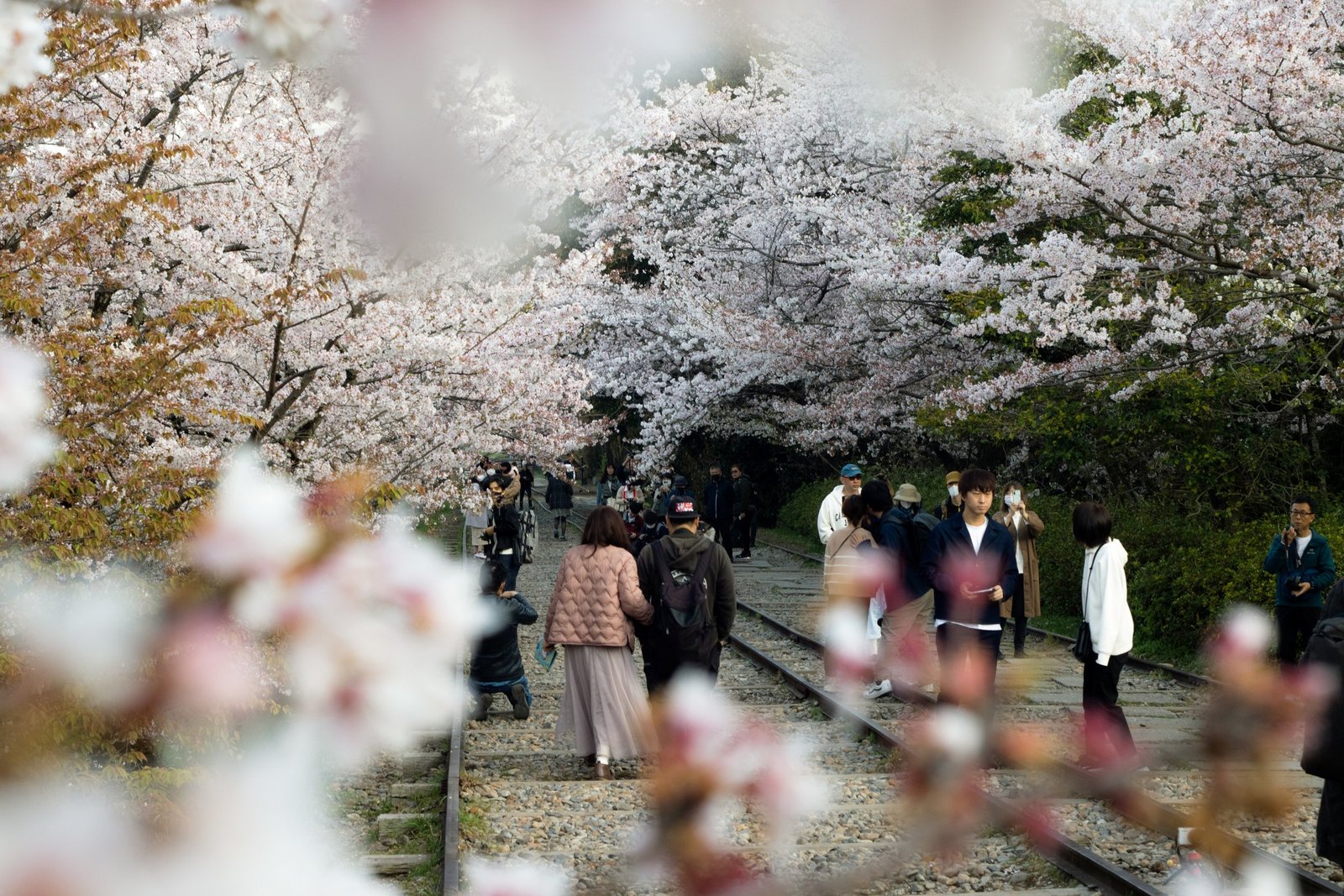 J&rsquo;ai rêvé du Japon — cerisiers sur les rails