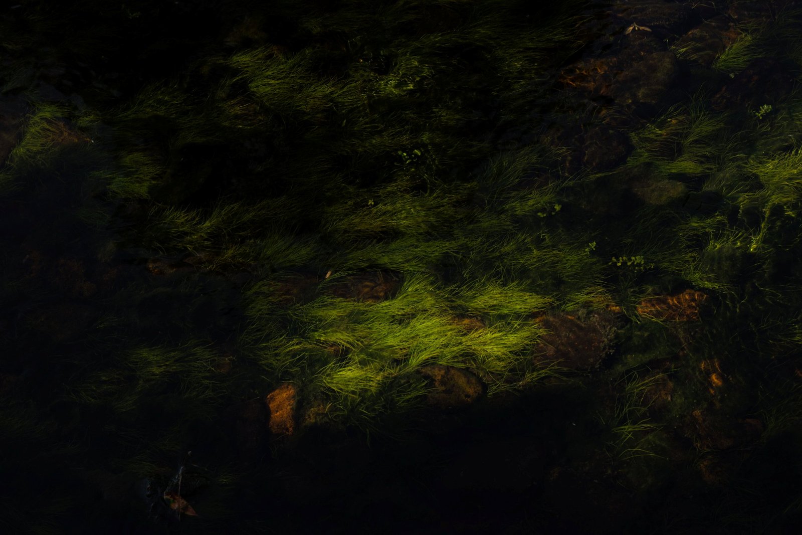 J&rsquo;ai rêvé du Japon — herbes sombres