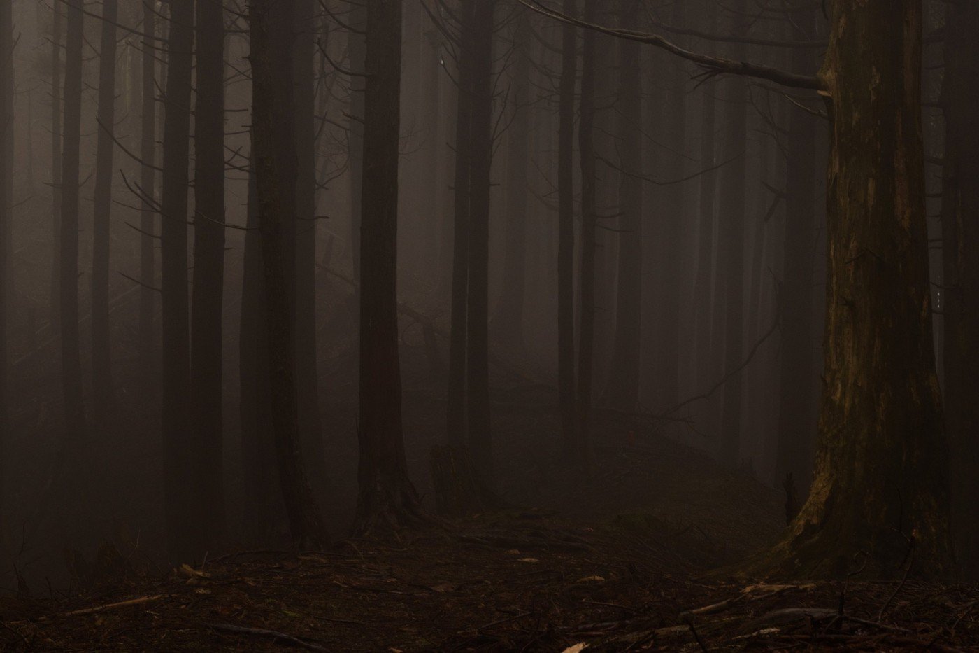J&rsquo;ai rêvé du Japon — foret dans le brouillard