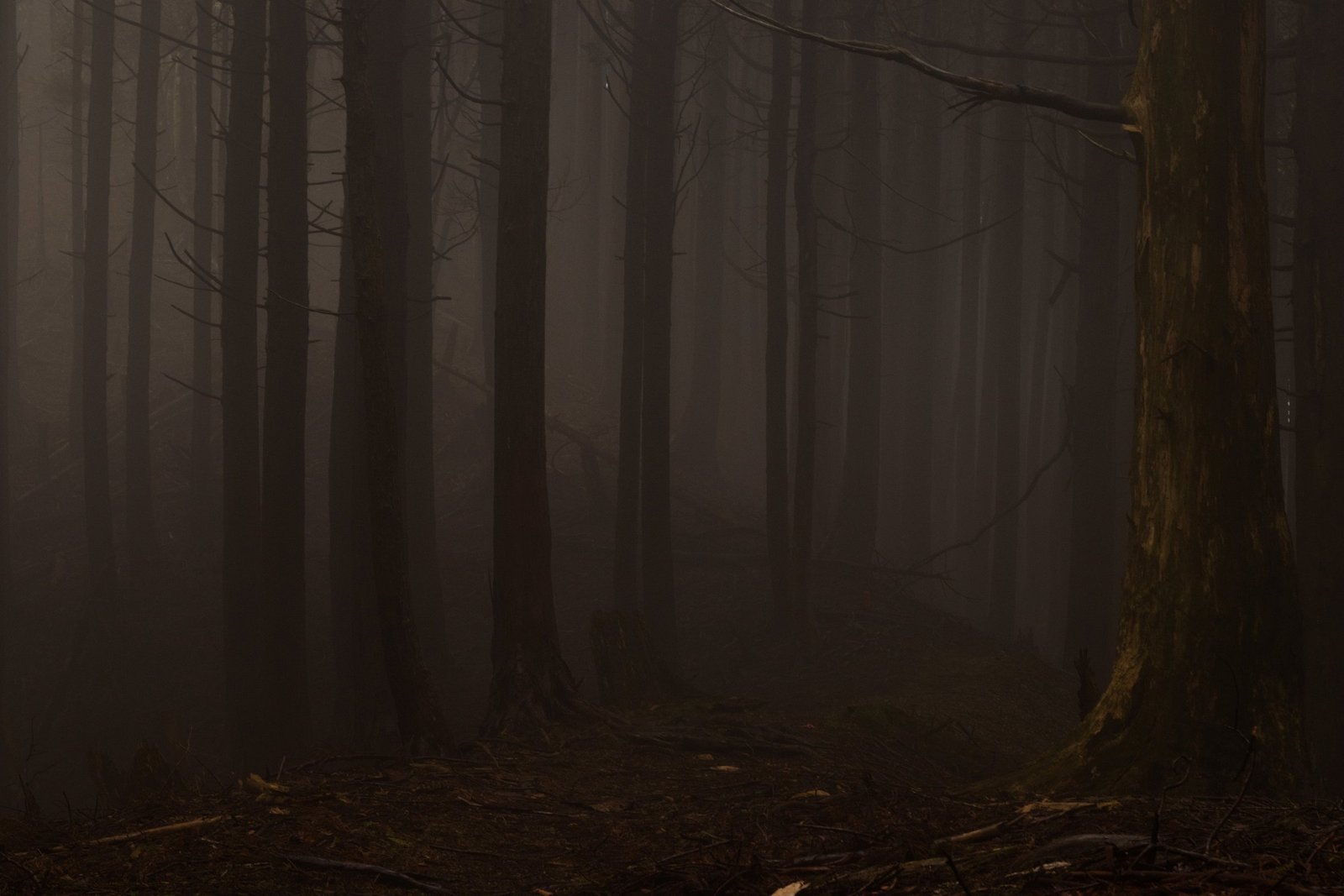 J&rsquo;ai rêvé du Japon — foret dans le brouillard